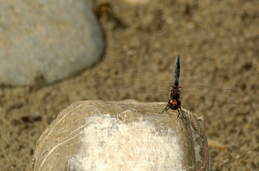 Selysiothemis nigra,maschio